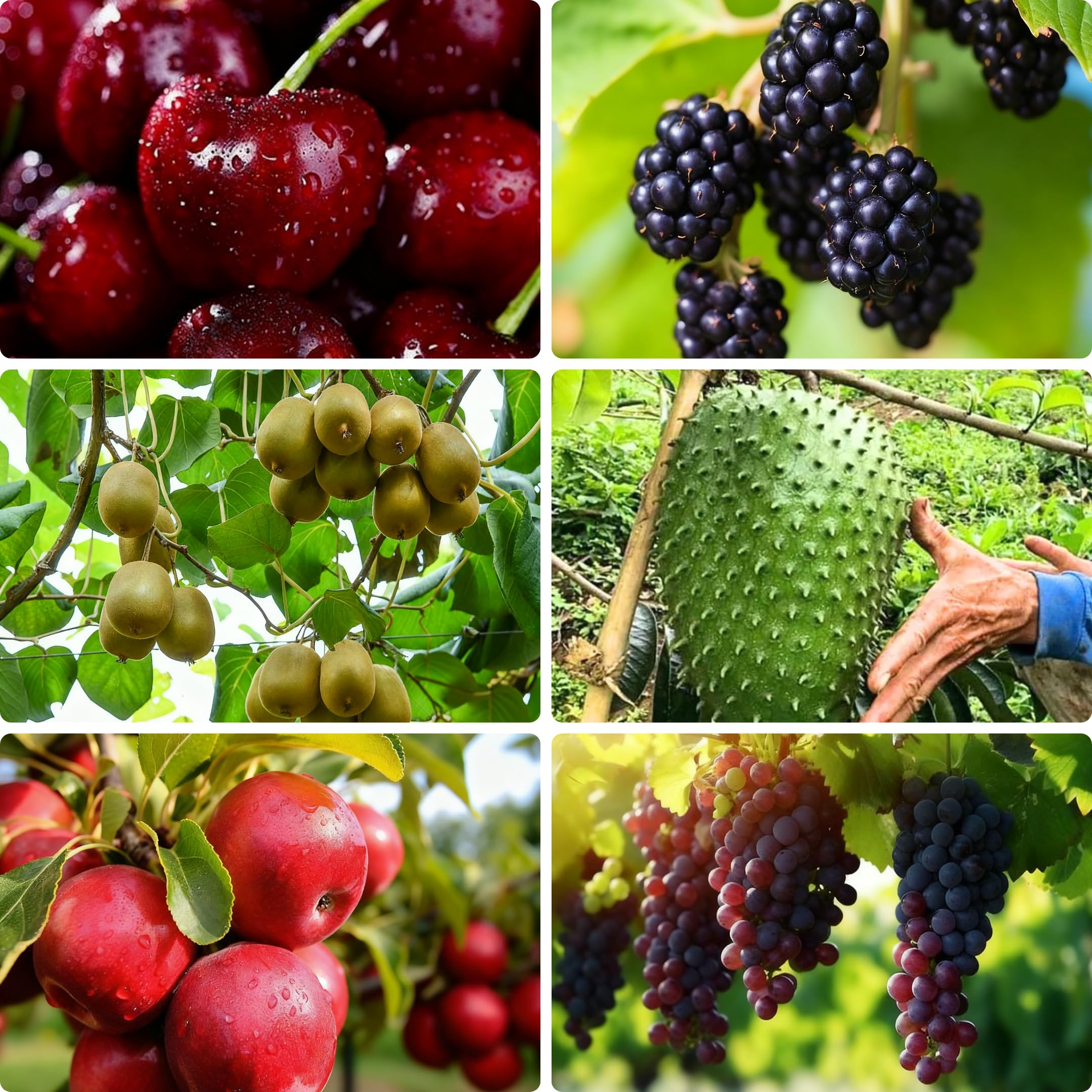 Amazon.com : 430 Mixed Fruit Seeds for Planting, Grape(100), Apple